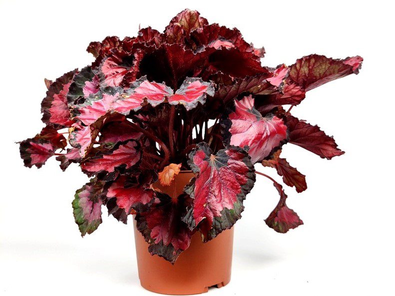 Begonia Rex Rosso/Nero - Vendita Online