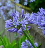 agapanthus africanus blue agapanto 2