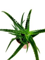 aloe vera 2