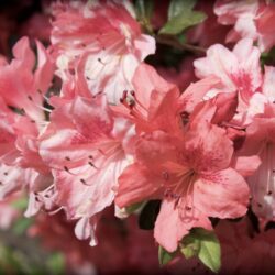 azalea japonica blaaws pink 2