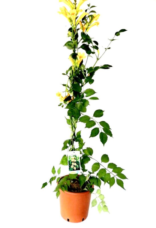 campsis tagliabuana golden trumpet bignonia 2