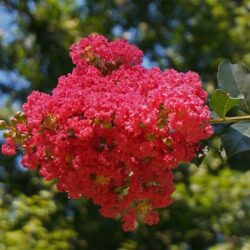 lagerstroemia indica red rocket lagestroemia 1