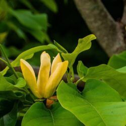 magnolia yellow joy innesto 1