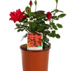 rosa meidiland knoch out pink paesaggistica 2